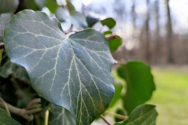 Xiaomi Mi 11 - Mostre foto (macro)