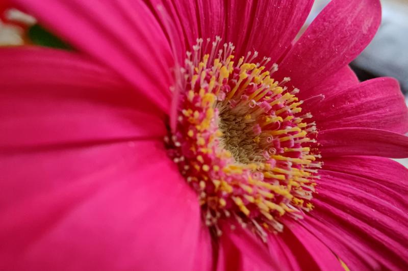 OnePlus 9 Pro - Mostre foto (macro): IMG_20210319_141310.jpg