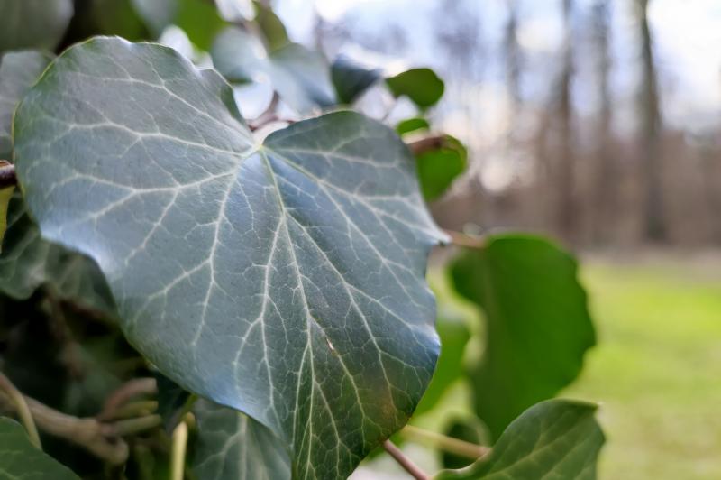 Xiaomi Mi 11 - Mostre foto (macro): IMG_20210319_150009.jpg