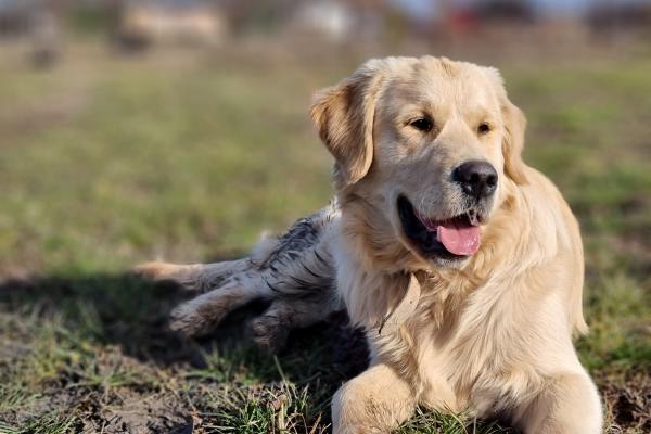 Samsung Galaxy S21 Ultra 5G - Mostre foto textură