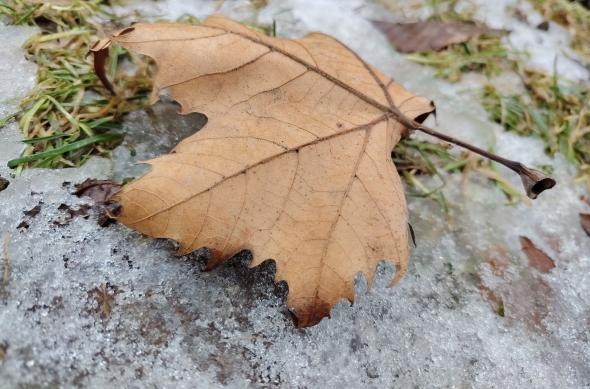 HONOR Magic8 Lite - Mostre closeup: Mostre-closeup_ (10).jpg