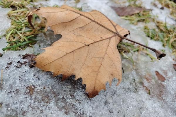 HONOR Magic8 Lite - Mostre closeup