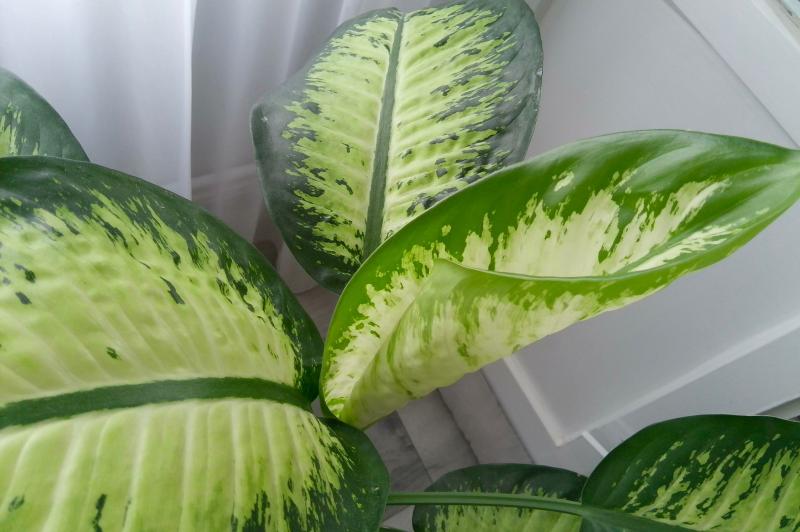 HUAWEI MatePad 11.5 S (2026) - Mostre: IMG_20260201_115236.jpg