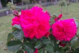 IMG_20160510_162354.jpg