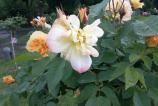 IMG_20160510_162521.jpg