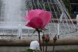 IMG_20160510_163236.jpg