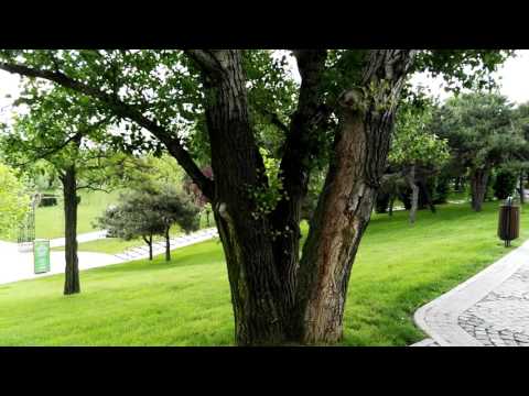 Huawei G8, mostră video Full HD, 30 FPS (dynamic range) - Mobilissimo.ro