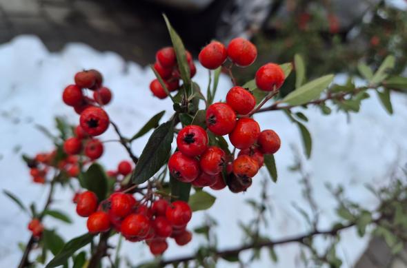 Samsung Galaxy S26 - Mostre closeup: Closeup_ (1).jpg