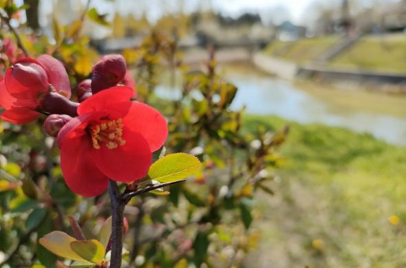 OPPO Reno5 5G - Mostre foto (macro): IMG20210329123129.jpg