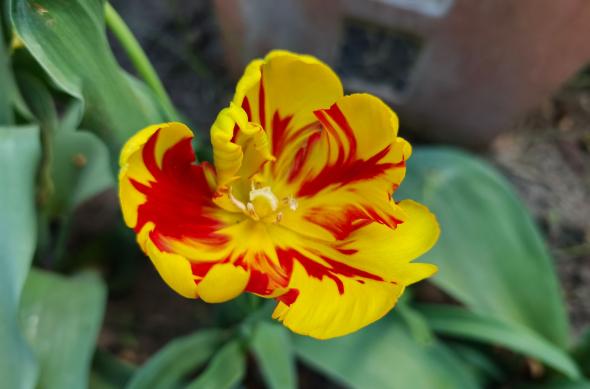 Xiaomi 17T Pro - Mostre zi: Xiaomi-17T-Pro-Mostre-zi (36).jpg