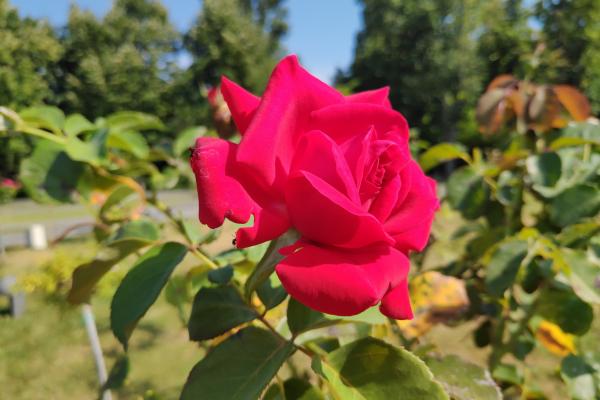 Xiaomi Pocophone F1 - Mostre Foto (ziua)