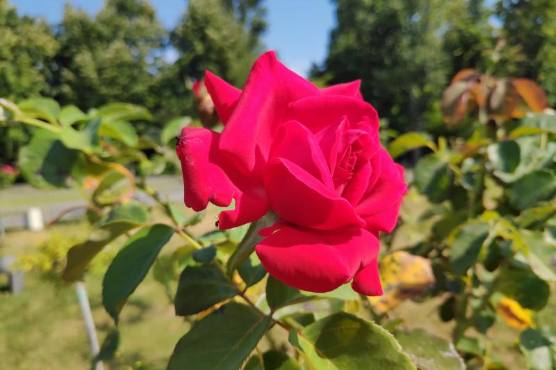 Xiaomi Pocophone F1 - Mostre Foto (ziua): IMG_20180817_155708.jpg