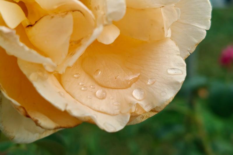 OnePlus Nord 4 - Mostre Foto: OnePlus-Nord-4-Mostre-closeup_001.jpg