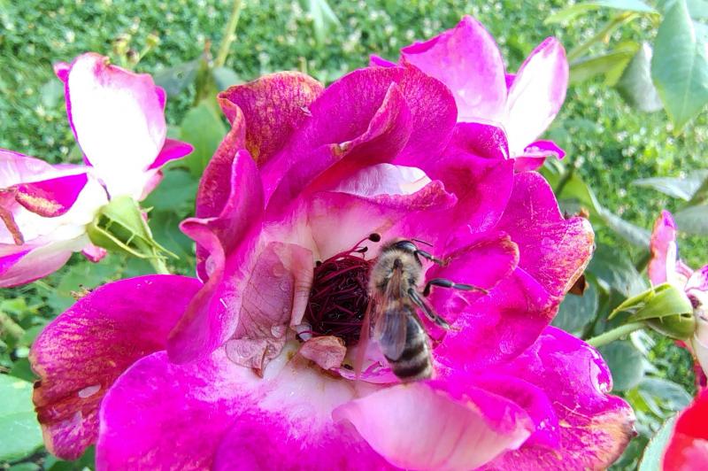 Motorola moto g85 - Mostre foto (macro): Motorola-moto-g85-macro_005.jpg