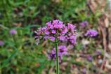 POCO-F7-Mostre-bokeh_001.jpg