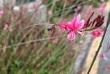 POCO-F7-Mostre-bokeh_016.jpg