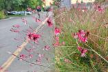 POCO-F7-Mostre-bokeh_014.jpg