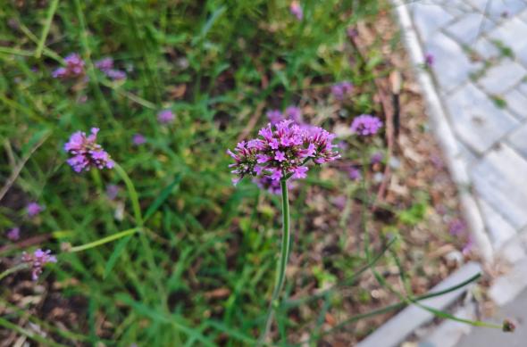 POCO F7 - Mostre bokeh: POCO-F7-Mostre-bokeh_002.jpg