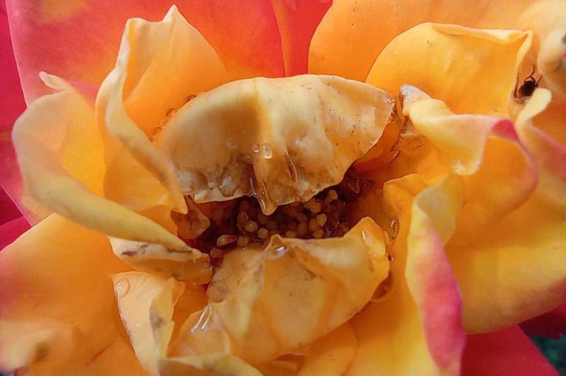 Redmi 10 - Mostre Foto (ziua): Redmi-10-Mostre-Macro_001.jpg