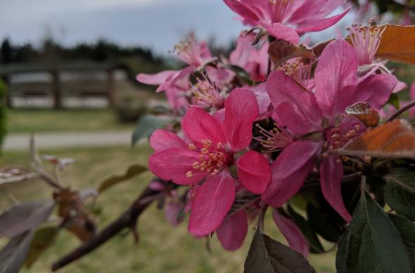 Google Pixel 3 XL - Mostre Foto (ziua): MVIMG_20190405_152053_1.jpg