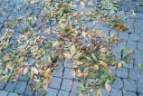 Asus-Google-Nexus-7-2013-Mostre-foto-ziua_004.jpg