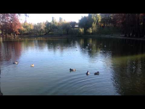 iPad mini Video Sample II. Mobilissimo.ro