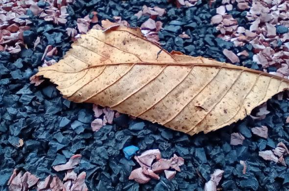 Motorola One Macro - Mostre Foto (ziua): IMG_20191028_162026928.jpg