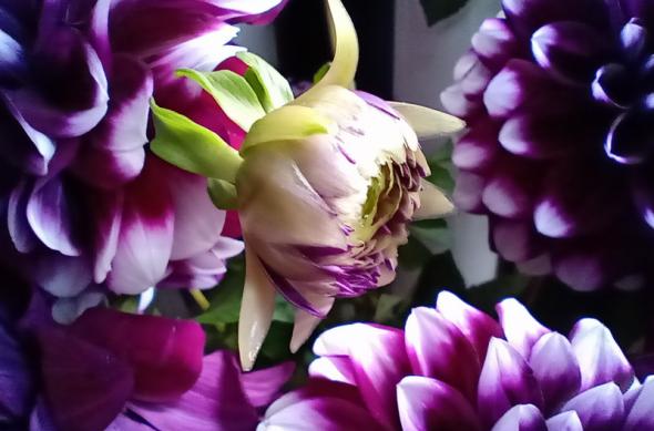 Motorola One Macro - Mostre foto (macro): IMG_20191024_114137607.jpg