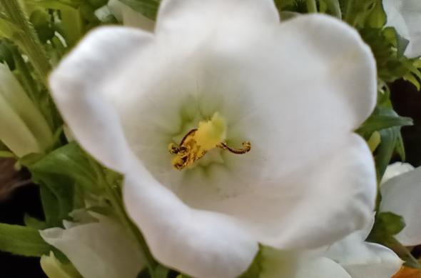 Motorola One Macro - Mostre foto (macro): IMG_20191024_114404611_MP.jpg