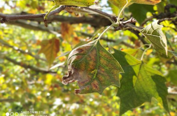 Fotografii făcute ziua cu Xiaomi Mi 9T (mostre foto pe timp de zi): IMG_20190917_192239.jpg