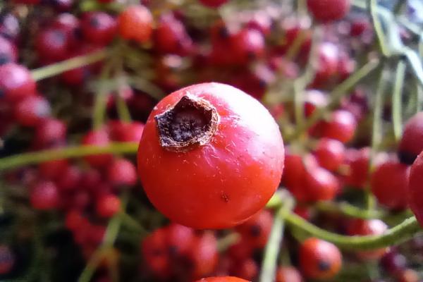 Motorola One Macro - Mostre foto (macro)