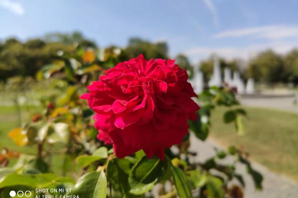 Fotografii făcute ziua cu Xiaomi Mi 9T (mostre foto pe timp de zi)