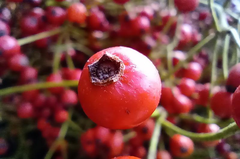 Motorola One Macro - Mostre foto (macro): IMG_20191024_114442050.jpg