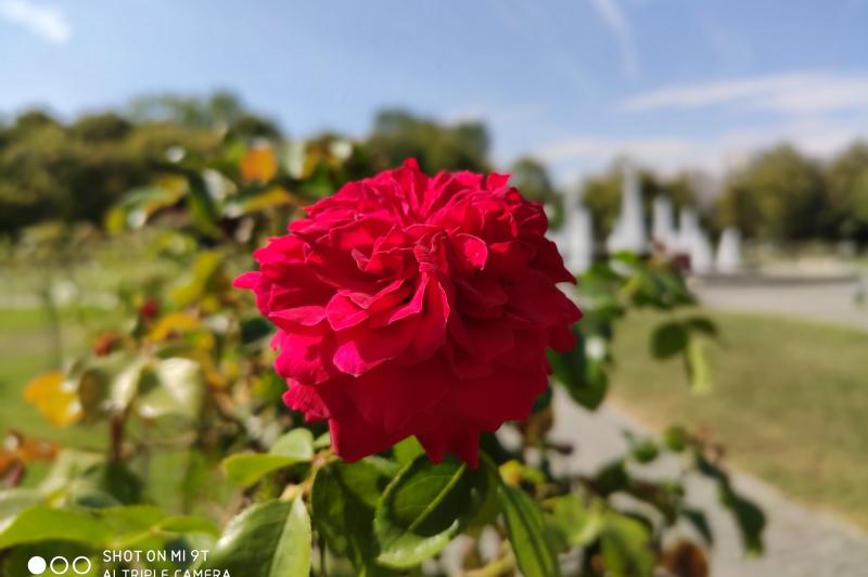 Fotografii făcute ziua cu Xiaomi Mi 9T (mostre foto pe timp de zi): IMG_20190917_193012.jpg