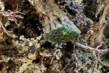 Honor-400-Mostre-Macro_004.jpg