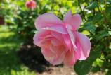 Honor-400-Mostre-Bokeh_017.jpg