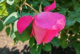 Honor-400-Mostre-Bokeh_015.jpg
