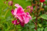 realme-gt-7t-mostre-bokeh_010.jpg
