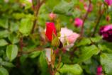 realme-gt-7t-mostre-bokeh_009.jpg