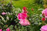 realme-gt-7t-mostre-bokeh_014.jpg