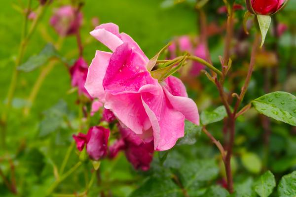 realme GT 7T - Mostre bokeh