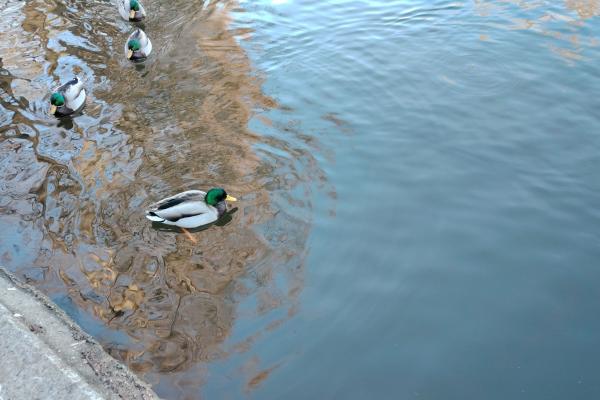 Honor Magic6 Lite - Mostre Foto (zoom)