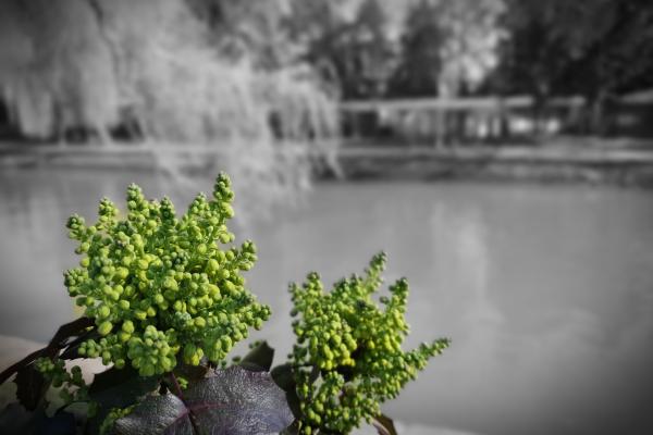 Fotografii de tip Bokeh făcute cu Samsung Galaxy S10e