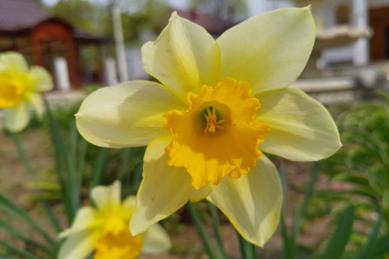 Nokia 8.1 - Mostre Foto (bokeh): IMG_20190402_135517.jpg