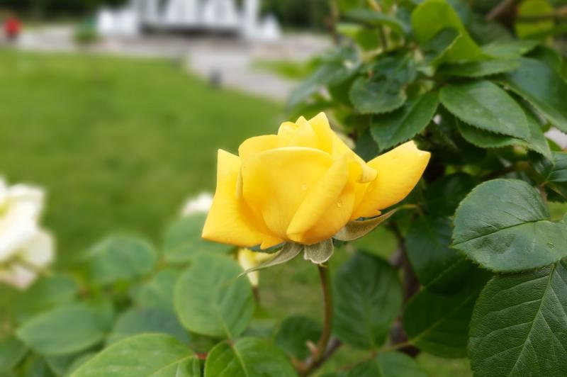 Motorola One Vision - Mostre Foto (bokeh): IMG_20190511_150211320_PORTRAIT.jpg