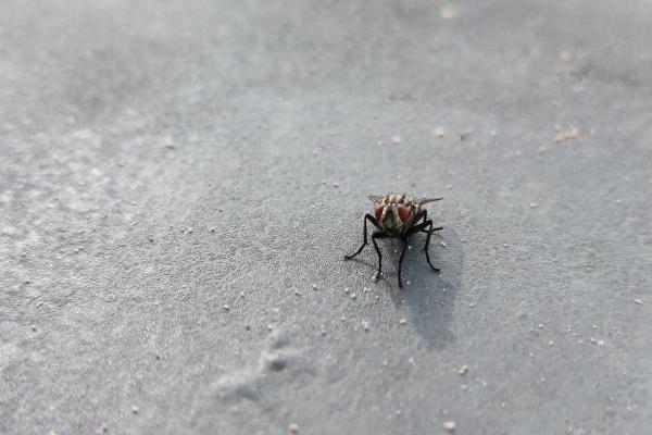 OnePlus Nord 3 - Mostre closeup2