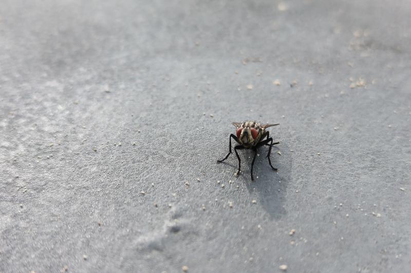 OnePlus Nord 3 - Mostre closeup2: OnePlus-Nord-3-Mostre-Macro_005.jpg