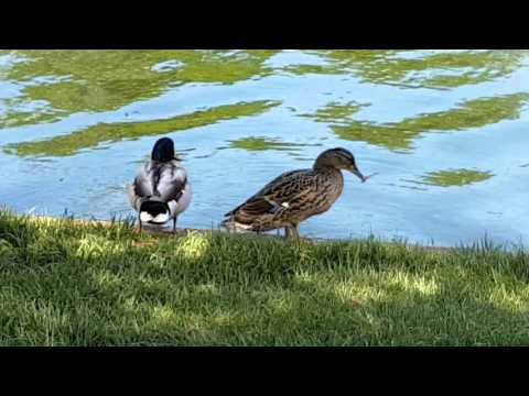 Samsung Galaxy S7, mostră video Full HD, 30FPS (zoom) - Mobilissimo.ro