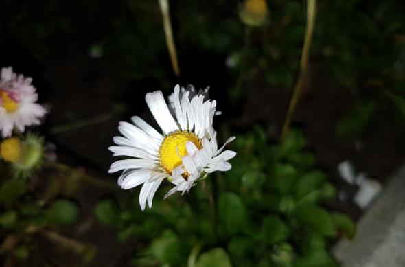 Close-up cu blitz (Samsung Galaxy S7 vs Huawei P9 vs Xiaomi Mi 5): Samsung Galaxy S7