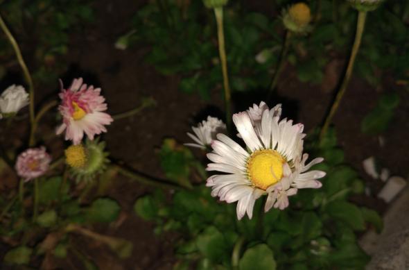 Close-up cu blitz (Samsung Galaxy S7 vs Huawei P9 vs Xiaomi Mi 5): Xiaomi Mi 5